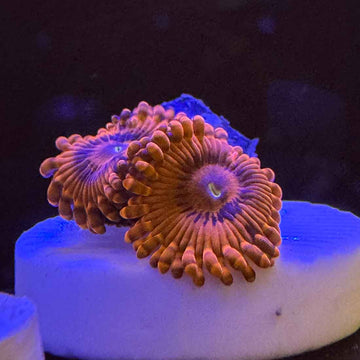 Eternal Sunshine Zoanthids Coral (ZN37 WYSIWYG) - 0