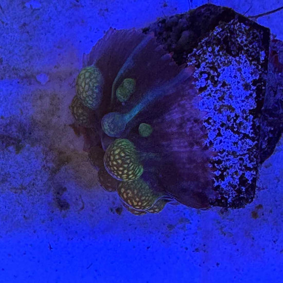 Fruity Pebbles Bounce Mushroom Coral