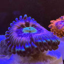 Pink Constelation Zoanthids Coral (ZN32 WYSIWYG)-2
