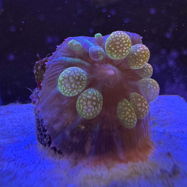 Fruity Pebbles Bounce Mushroom Coral