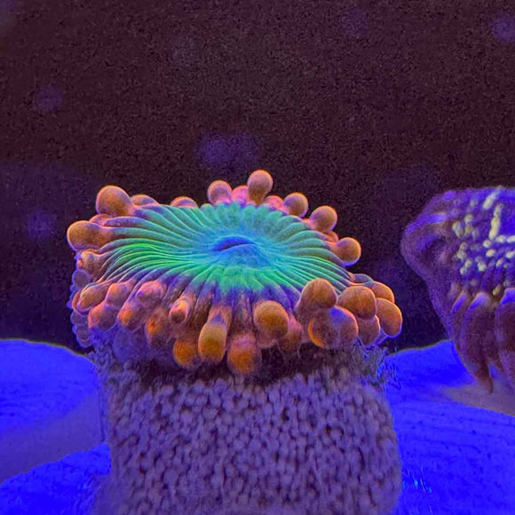 Electric Oompa Loompa Zoanthids Coral (ZN33 WYSIWYG)