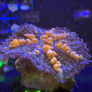 Sunkist Bounce Mushroom Coral