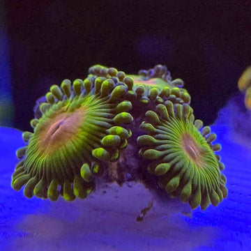 WWC Golden Gods Zoanthids Coral (ZN39 WYSIWYG) - 0