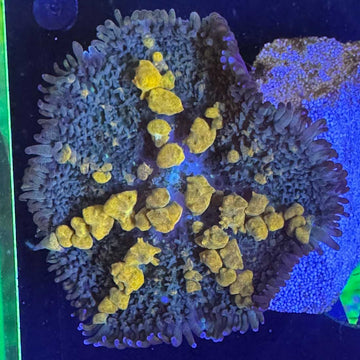 Sunkist Bounce Mushroom Coral - 0