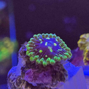 Exosphere Zoanthids Coral (ZN41 WYSIWYG) - 0