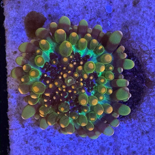 Godzilla Bounce Mushroom Coral