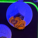 Eternal Sunshine Zoanthids Coral (ZN37 WYSIWYG)-1