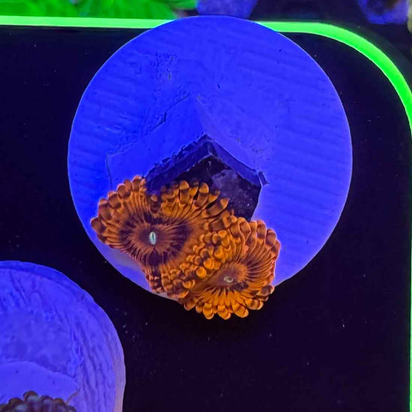 Eternal Sunshine Zoanthids Coral (ZN37 WYSIWYG)