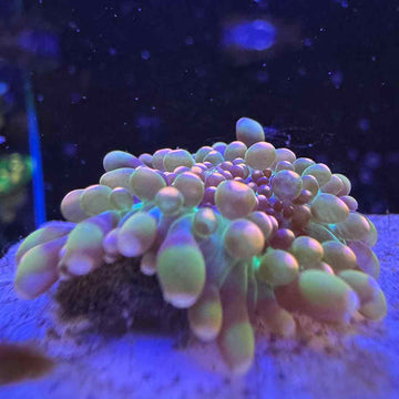 Godzilla Bounce Mushroom Coral - 0