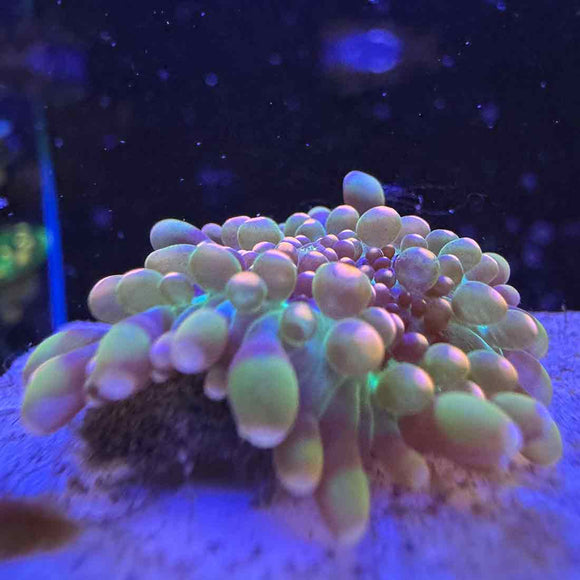Godzilla Bounce Mushroom Coral