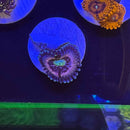 Pink Constelation Zoanthids Coral (ZN32 WYSIWYG)-1