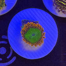 Electric Oompa Loompa Zoanthids Coral (ZN33 WYSIWYG)-1