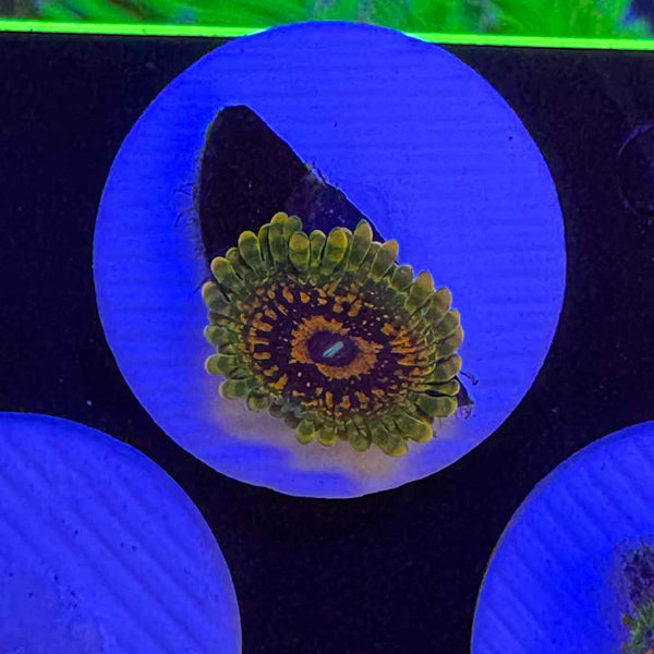 Grand Master Krakatoa Zoanthids Coral