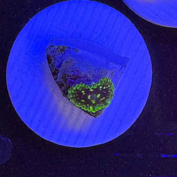 Exosphere Zoanthids Coral (ZN41 WYSIWYG)