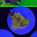 OG Sopranos Zoanthids Coral (ZN42 WYSIWYG)-1