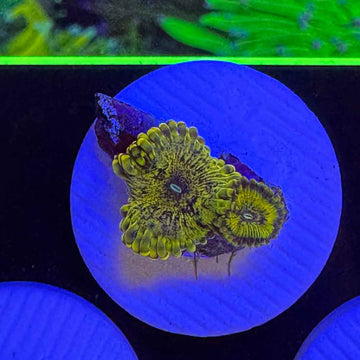 OG Sopranos Zoanthids Coral (ZN42 WYSIWYG)