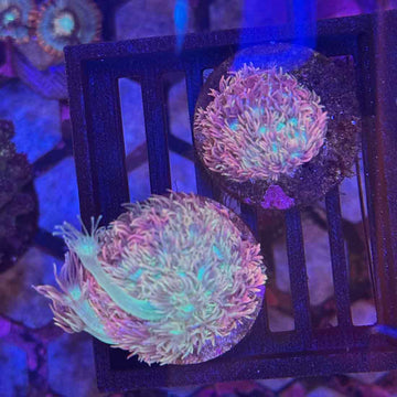 Treasure Island Goniopora Coral (GN6 WYSIWYG)