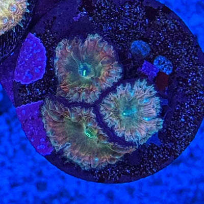 Shop Blasto Corals – Hardy and Colorful Reef Favorites